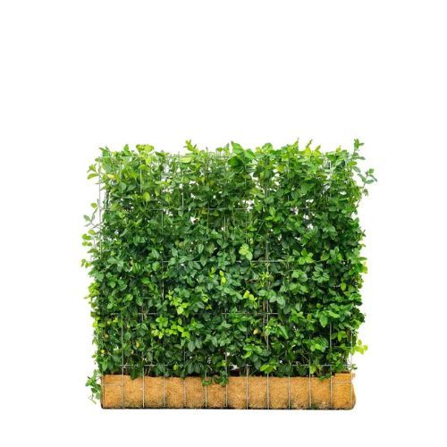 Hedging Screen - Euonymus Dart's Blanket - 1200mm x 1000mm