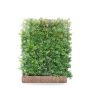 Hedging Screen - Pyracantha Dart's Red - 1200mm x 1550mm